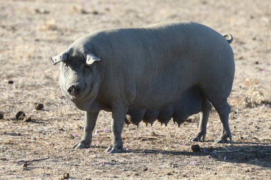 Cerdo iberico en el campo