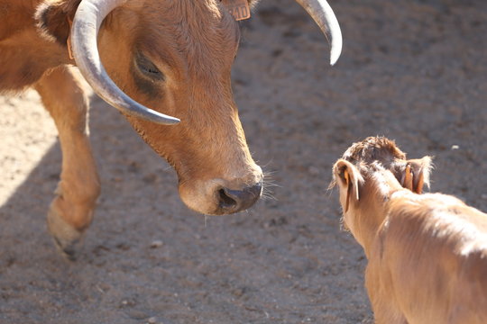 Vacas bravas y terneros
