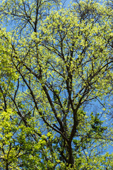 Leaves in spring season.
