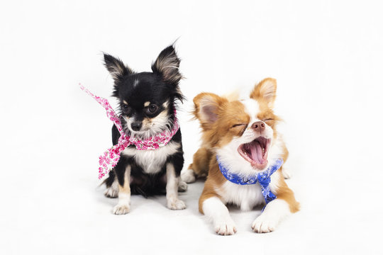 Chihuahua puppies