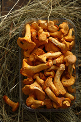 Chanterelle mushrooms on hay in box on hay