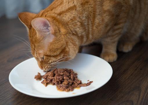 A Big Ginger Cat Eating Food