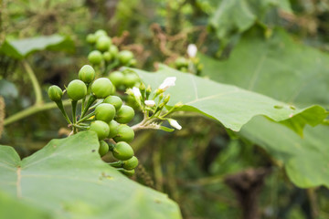 Eegplant is good for your health