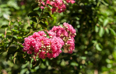 Obraz premium red flowers on tropical tree