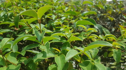 Lina Kim © Lina Kim