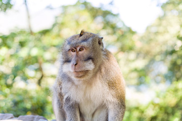 Monkeys in Ubud Monkey Forest, Bali, Indonesia.