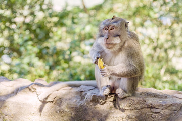 Monkeys in Ubud Monkey Forest, Bali, Indonesia.