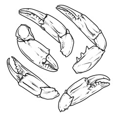 claws isolated on white background. vector. crab with clipping path. seafood sketch.