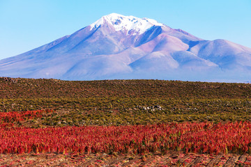 Scenic landscape with flowering quinoa plants in the foreground and the snow-capped volcano in the background in Bolivian altiplano