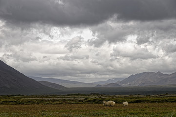 Sheep in Iceland