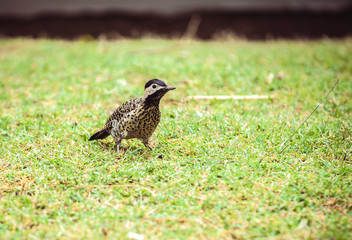 exotic bird in a park on the grass