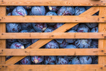 Frische geerntete Blaukrautköpfe