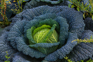 Wirsing Kohl wächst im Garten