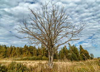 Dry tree in a field against a background of forest and sky with clouds