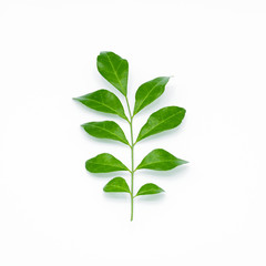 Fototapeta premium Twig with green leaves isolated on white background