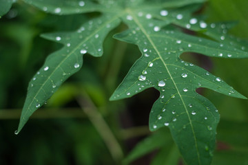 Raindrops on leaves after rain