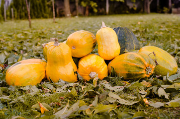 orange pumpkin