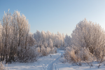 Trees in frost and snow