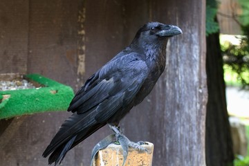 Raven