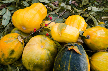 orange pumpkin