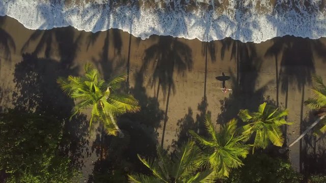 AERIAL TOP DOWN Flying above unrecognizable surfboarder with surfboard walking along beautiful sandy beach on sunny summer day in Bali. Man strolling along gorgeous volcanic coast with lush palm trees