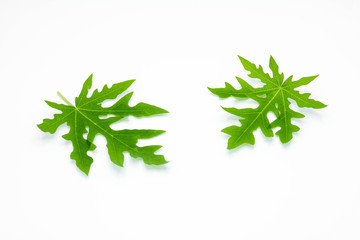 green papaya leaves isolated on white background