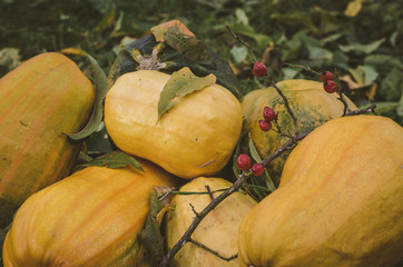 orange pumpkin