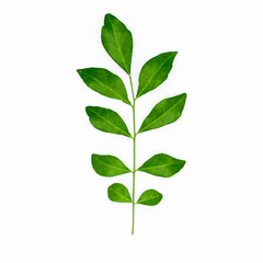 Twig with green leaves isolated on white background