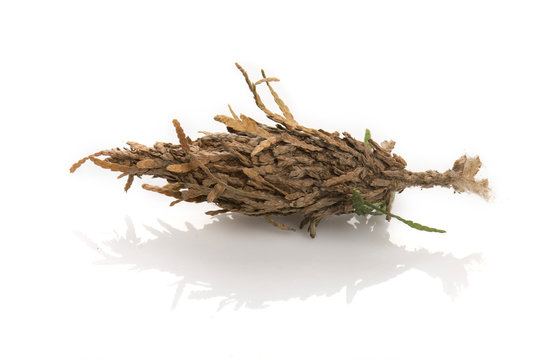 Single Bagworm Pupa