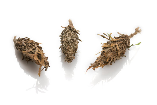 Three Bagworm Pupa Separated