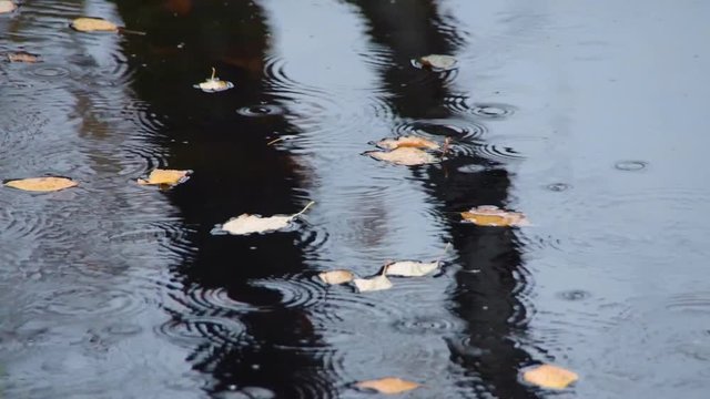 Yellow fallen leaves float on a water surface. 
Rainy autumn weather.