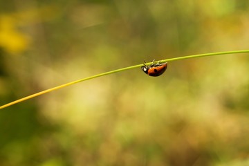 Ladybird 
