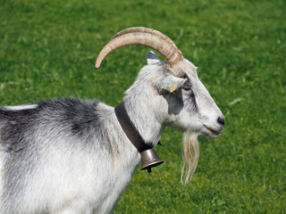 Schöner Ziegenbock mit Bart und Glocke