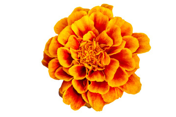 Flower of orange marigold isolated on white background
