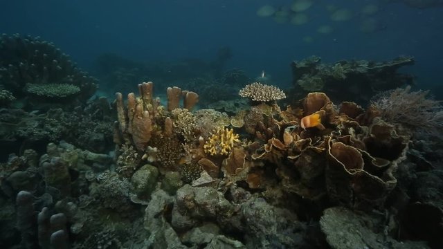 Coral reef on dusk at Derawan Island, Kalimantan 