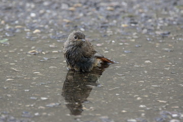 the bath of the bird