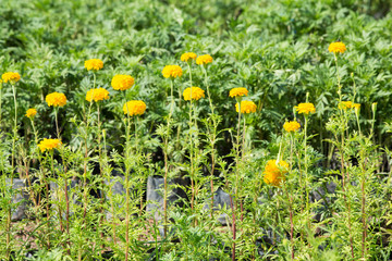 Marigold flowers in the garden