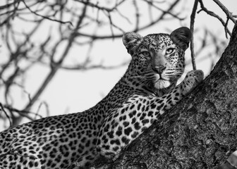 leopard on the tree