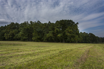 Trees behind the meadow under dark grey and blue sky. 
