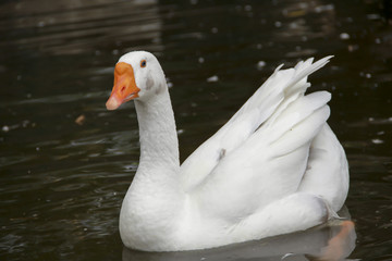 White swan in a pond. Romantic background. Beautiful swan.