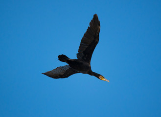 cormorano