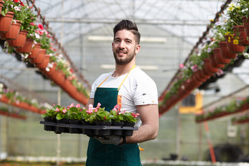 happy male nursery worker trimming plants in greenhouse