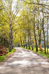 Spring Country Road