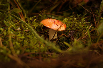 One mushroom with a red head grows in moss