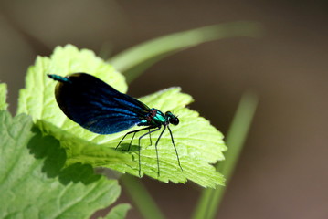 Fototapeta premium calopteryx on his leaf