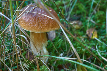 one brown mushroom, Lurid Bolete, in the woods.