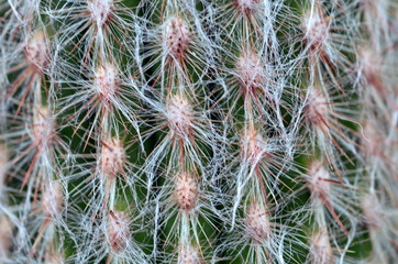 Stacheln an einem Kaktus