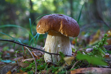 one brown mushroom, Lurid Bolete, in the woods.