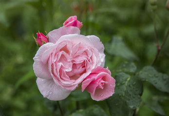 Pink rose on a background of a green meadow.