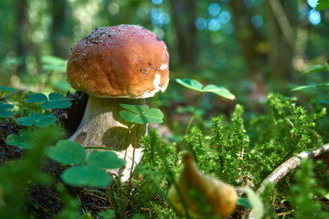 one brown mushroom, Lurid Bolete, in the woods.